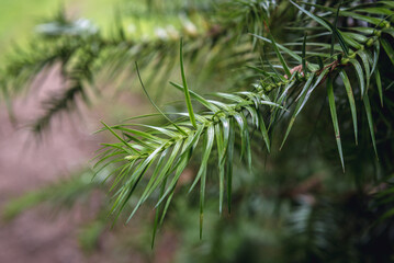 Details of a leaves of China fir tree in the cypress family, Cunninghamia lanceolata