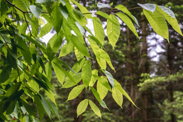 Close up on green fresh leaves of hornbeam maple tree