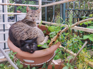 Funny cats sitting in a pot of flowers having a funny look.
