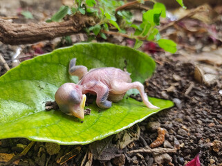 Baby bird fallen from nest dead on top of a leaf in a garden.
