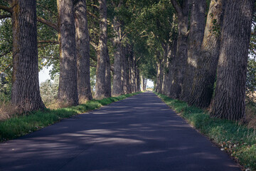 Obraz premium Narrow road among old trees leading to Sobieszewo Island, part of Gdansk city on the Baltic Sea coast, Poland