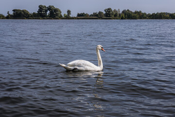 Swan on Wisla Smiala - one of the mouths of the Vistula River in Gdansk, Poland, view from Sobieszewo Island