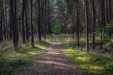 Footpath in forest on Sobieszewo Island, part of Gdansk city over Gdansk Bay in the Baltic Sea,...