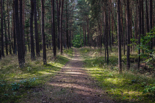 Footpath in forest on Sobieszewo Island, part of Gdansk city over Gdansk Bay in the Baltic Sea, Poland