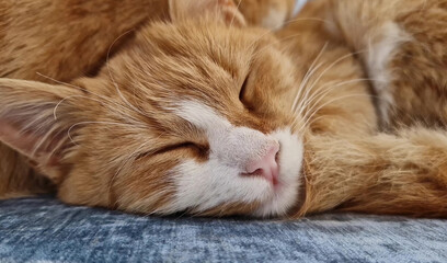 Closeup sleepy orange kitten takes a nap indoors on the sofa. Little ginger cat waking up from tight sleeping as open her eyes looking to camera