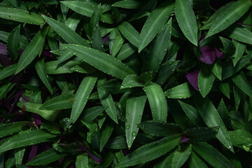 Kerang nanas or scientifically Tradescantia spathacea, an air purifying plant.