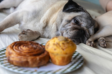 Pug Dog Looking at Sweet Pastries. Pet Nutrition and the Question of Dogs and Sugar