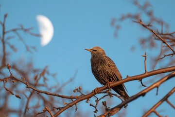A starling perched on a tree branch silhouetted against a bright clear blue sky with a partial moon in the background