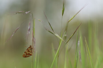 una farfalla melitaea al tramonto