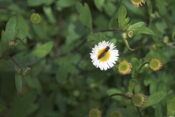 Insecte sur une fleur .