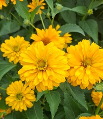 Rudbeckia is a beautiful flowering perennial plant with double yellow flowers and is a popular garden plant.
