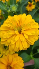 Rudbeckia is a beautiful flowering perennial plant with double yellow flowers and is a popular garden plant.