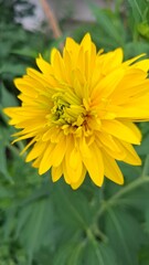 Rudbeckia is a beautiful flowering perennial plant with double yellow flowers and is a popular garden plant.