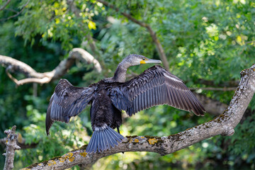 Great cormorant perched on a branch, Veleka river