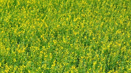 Aerial drone view of a dense sunn hemp field blooming with vibrant yellow flowers, showcasing sustainable cover crop benefits for soil health and nitrogen fixation.
