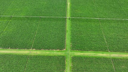 Aerial perspective of center pivot irrigation system delivering consistent watering over fertile fields, ensuring optimal growth while conserving water resources on a large farm.
