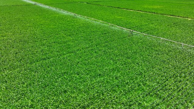 Bird’s eye view of a large center pivot irrigation system spraying water in a perfect arc, optimizing water use and boosting agricultural productivity in vast green fields. Thailand.