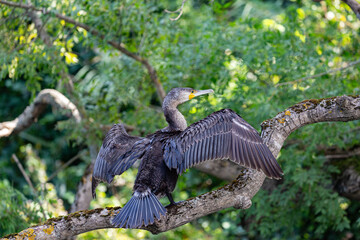 Great cormorant perched on a branch, Veleka river