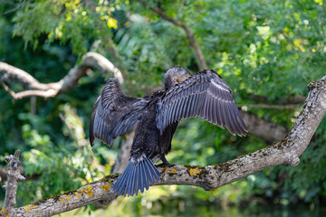 Great cormorant perched on a branch, Veleka river