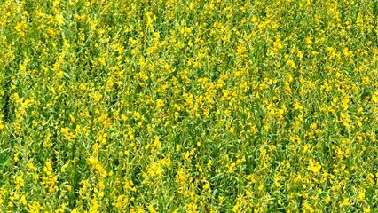 Fototapeta premium High-angle drone capturing an expansive sunn hemp field, its bright yellow flowers signaling healthy growth and environmental benefits in sustainable farming. 
