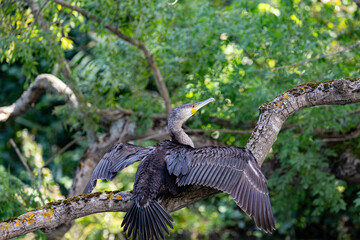 Great cormorant perched on a branch, Veleka river