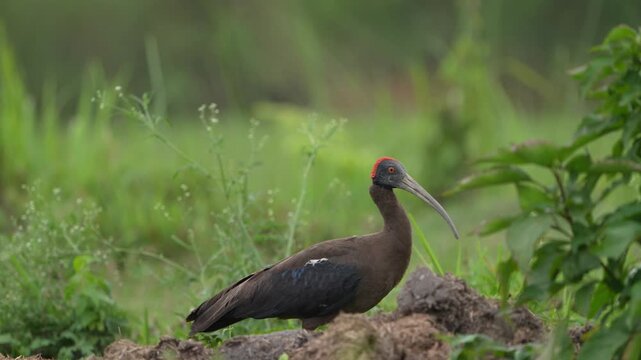 This footage captures a bird in its natural setting within Chitwan National Park, Nepal &mdash; a biodiversity hotspot and UNESCO World Heritage Site rich in tropical wildlife and native bird species.