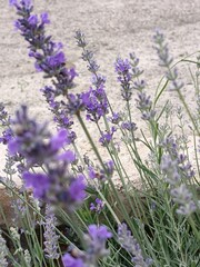 lavender field in provence