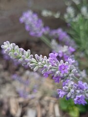 Fototapeta premium lavender flowers in the garden