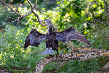 Great cormorant perched on a branch, Veleka river