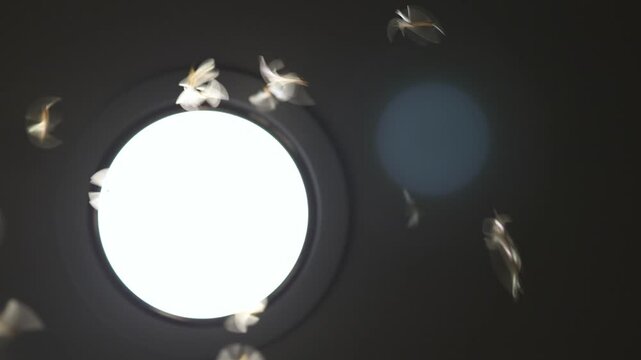 swarm of a moths flying around a light, flying termites circling a night lamp in darkness. night moths circling by the lamp, mysterious glow perfect for backgrounds