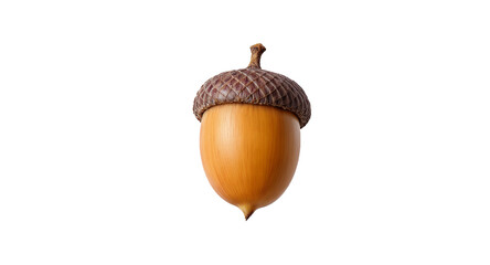 Single Acorn on White Background