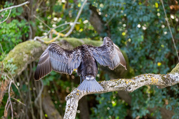 Great cormorant perched on a branch, Veleka river