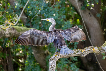Great cormorant perched on a branch, Veleka river