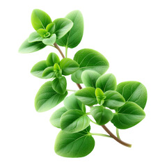 Fresh Whole Oregano Sprigs, Expertly Captured with Focused Lighting and Isolated on a Transparent Background, Showcasing Natural Textures