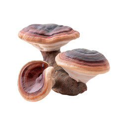High-Quality Realistic Photograph of Whole Reishi Mushrooms, Expertly Captured with Focused Lighting and Isolated on a Pure White Background, Showcasing Unique Textures and Colors


