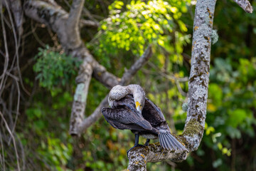 Great cormorant perched on a branch, Veleka river