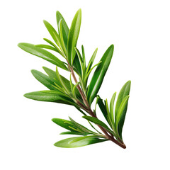 Fresh Whole Rosemary Sprigs, Expertly Captured with Focused Lighting and Isolated on a Transparent Background, Showcasing Textured Needles and Stems