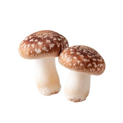 Photograph of Fresh Whole Shiitake Mushrooms, Expertly Captured with Focused Lighting and Isolated on a Transparent Background, Showcasing Natural Textures and Details
