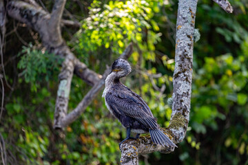 Great cormorant perched on a branch, Veleka river
