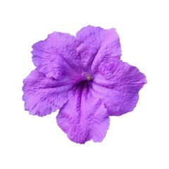 Single purple flower isolated on a clean white background, showing detailed texture and vibrant...