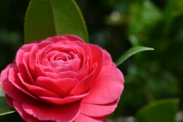 pink camellia in garden