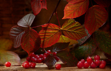 Scarlet viburnum autumn branches and berries