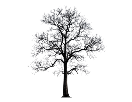 Burned Tree Isolated on White