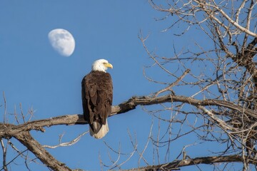 An eagle sits on a bare branch under a blue sky with a pale moon