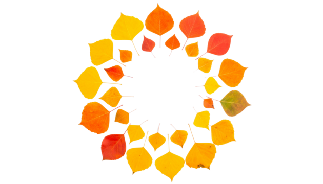 Autumn leaves in warm colours arranged in a circular pattern, isolated on transparent background.