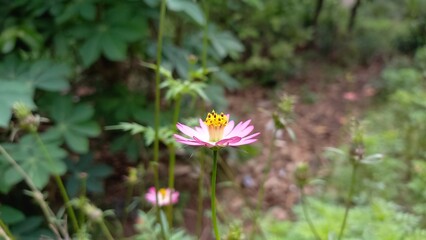picture of pink cosmos flowers growing around the house