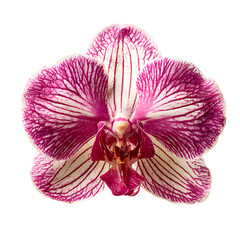 Pink Vein Phalaenopsis Orchid Flower Isolated on Black Background – Tropical Floral Beauty