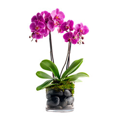 Elegant Purple Phalaenopsis Orchid in Glass Vase with Stones – Isolated on Transparent Background