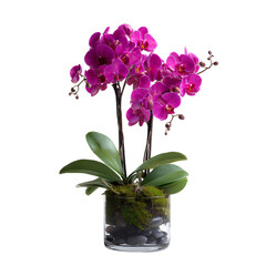 Elegant Purple Phalaenopsis Orchid in Glass Vase with Stones – Isolated on Transparent Background
