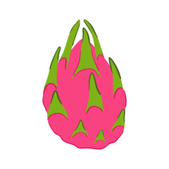 Dragon fruit in hand drawn style. Vector illustration isolated on white background